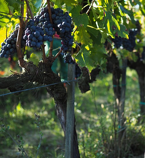 Weinbau in der Bibel, Disteln und Dornen im Weinberg