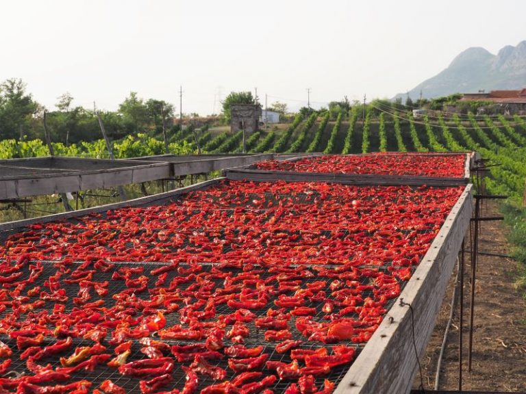 Albanien getrocknete Tomaten