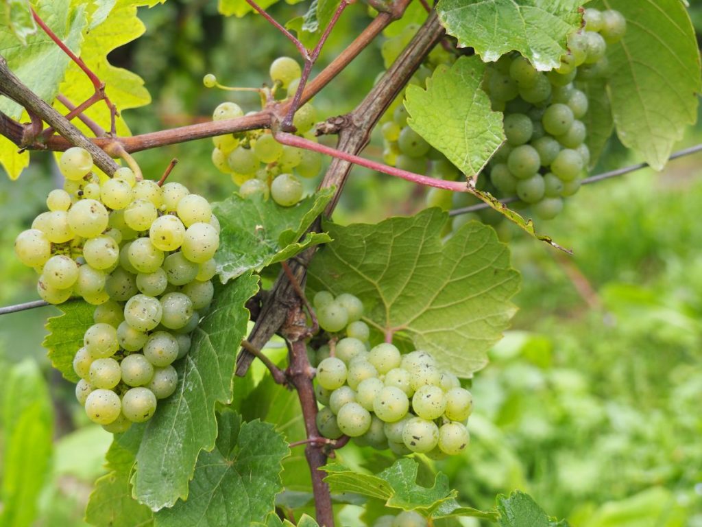 Riesling Traube