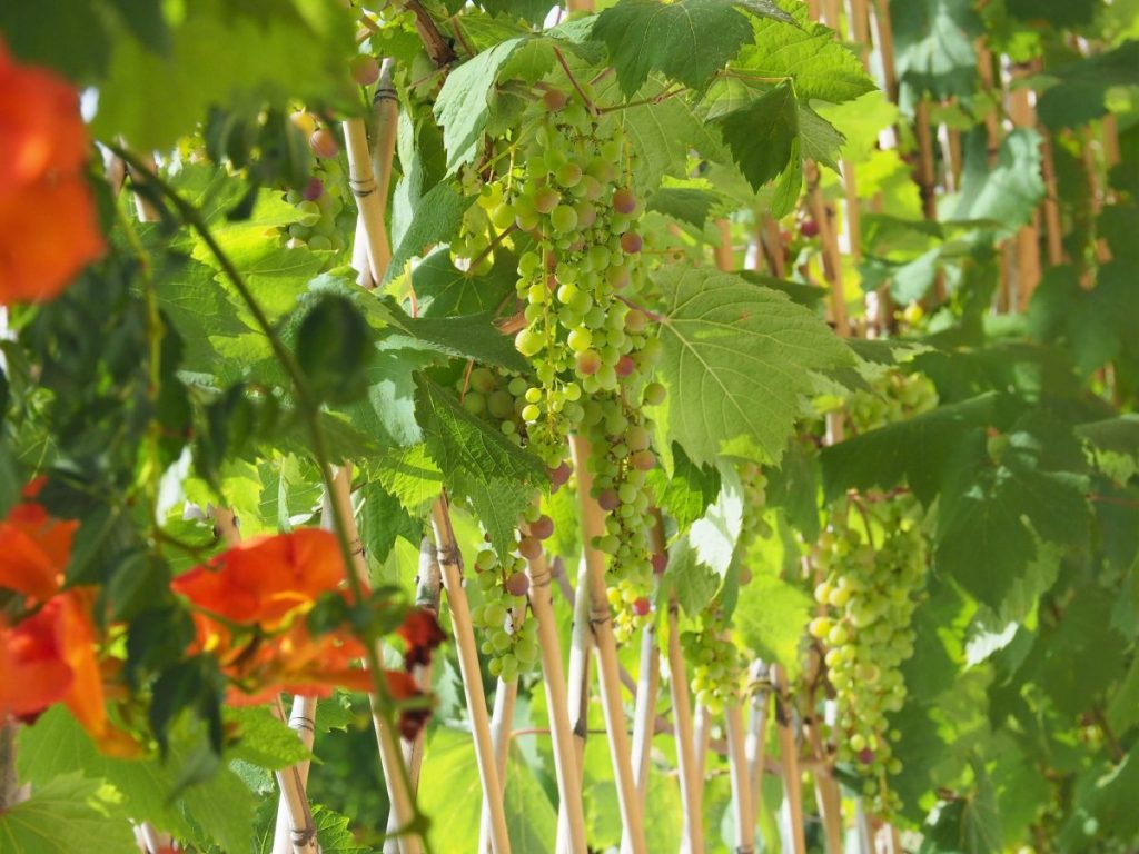 Blumen florale Aromen Wein