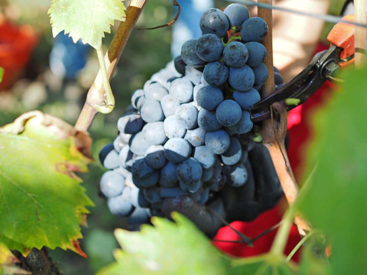 Wein-Entdeckungen 2025