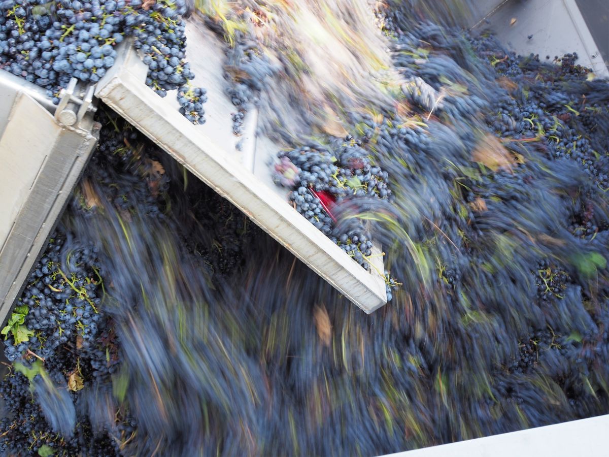 Wein pro Deutschem 2026