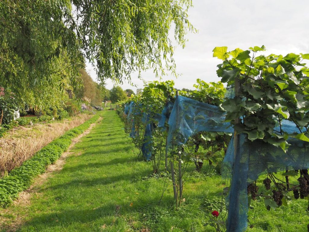 Statistik 2025/26 Wein