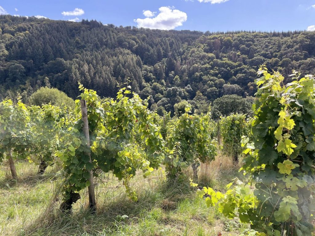 10 Jahre Weinsprech Lagenwein oder Ortswein