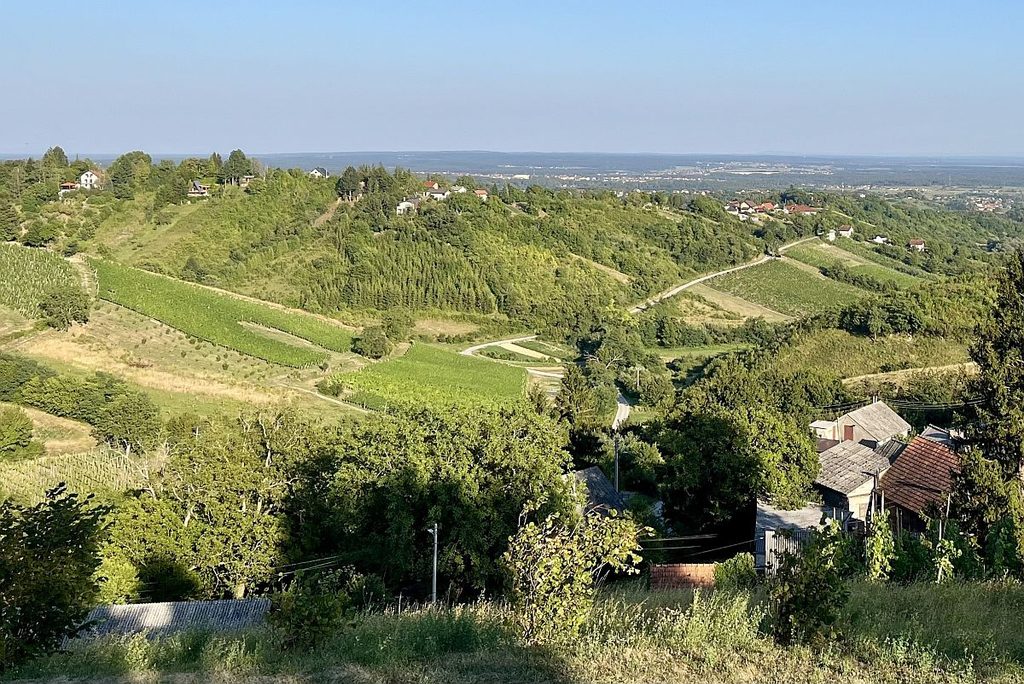 Kroatien Wein Weinbau