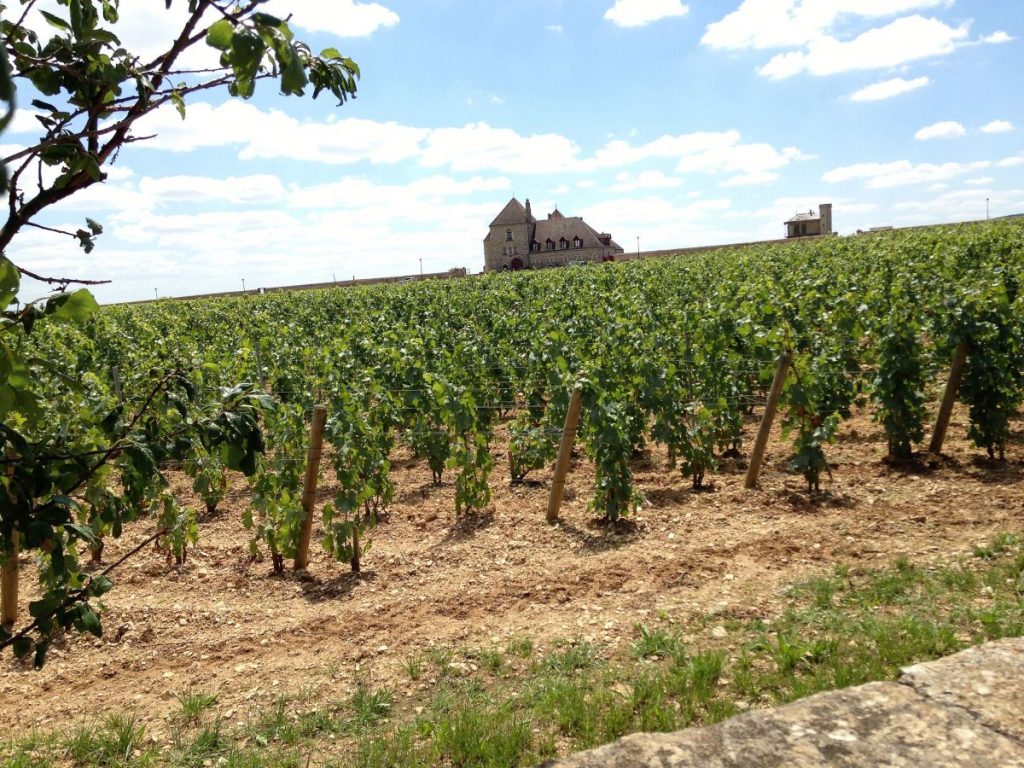 Burgund Reben