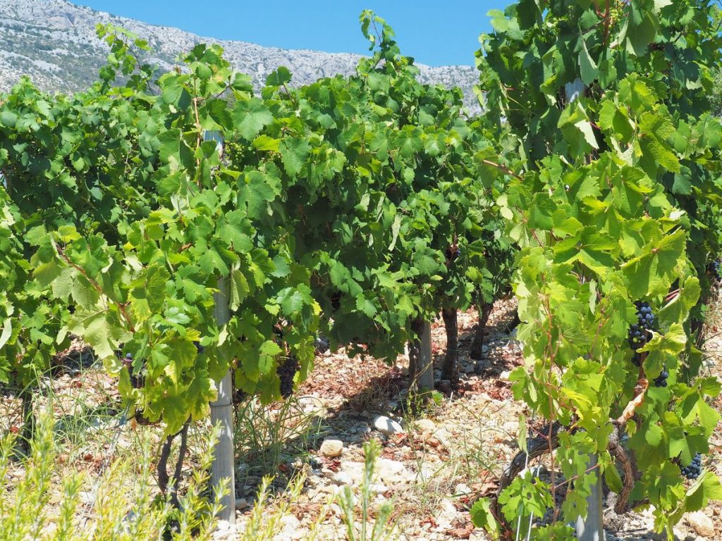 Weinbau in Mitteleuropa