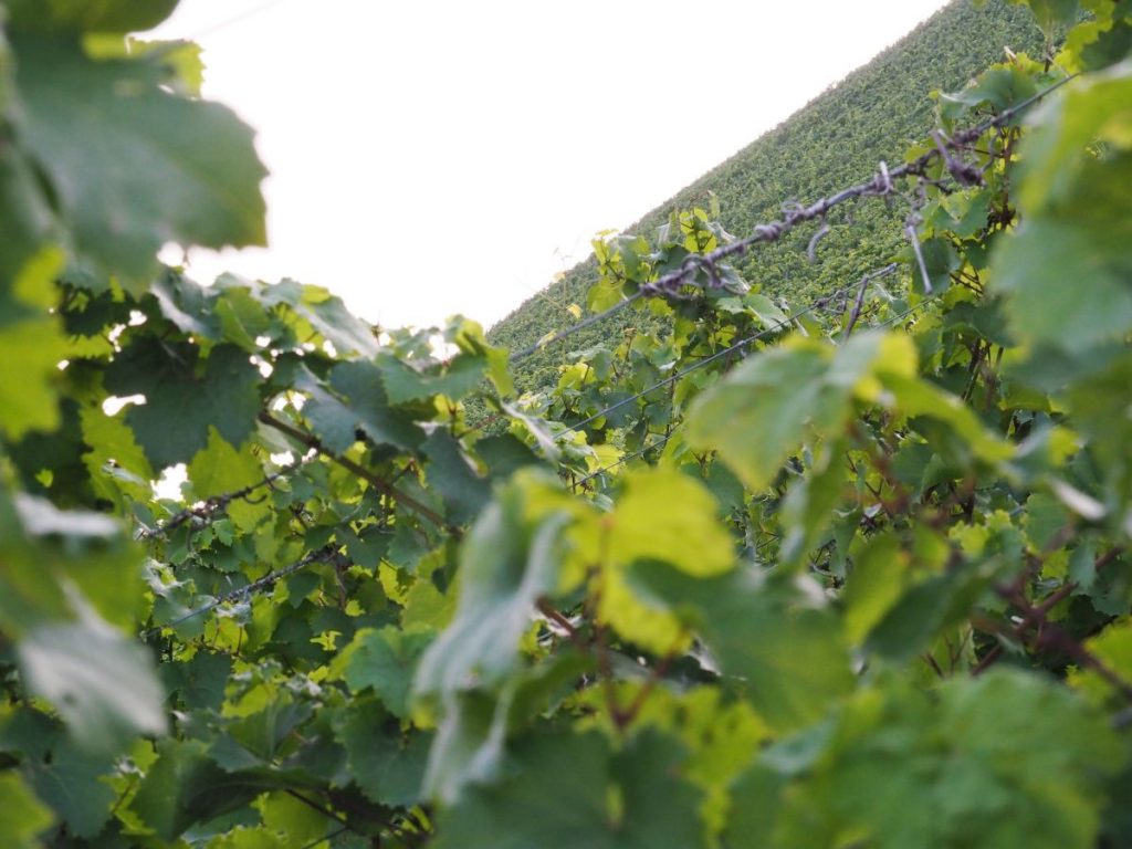 Reinsortiger Weinbau