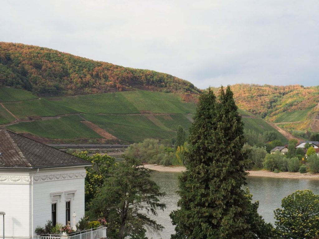 Weinbau am Rhein